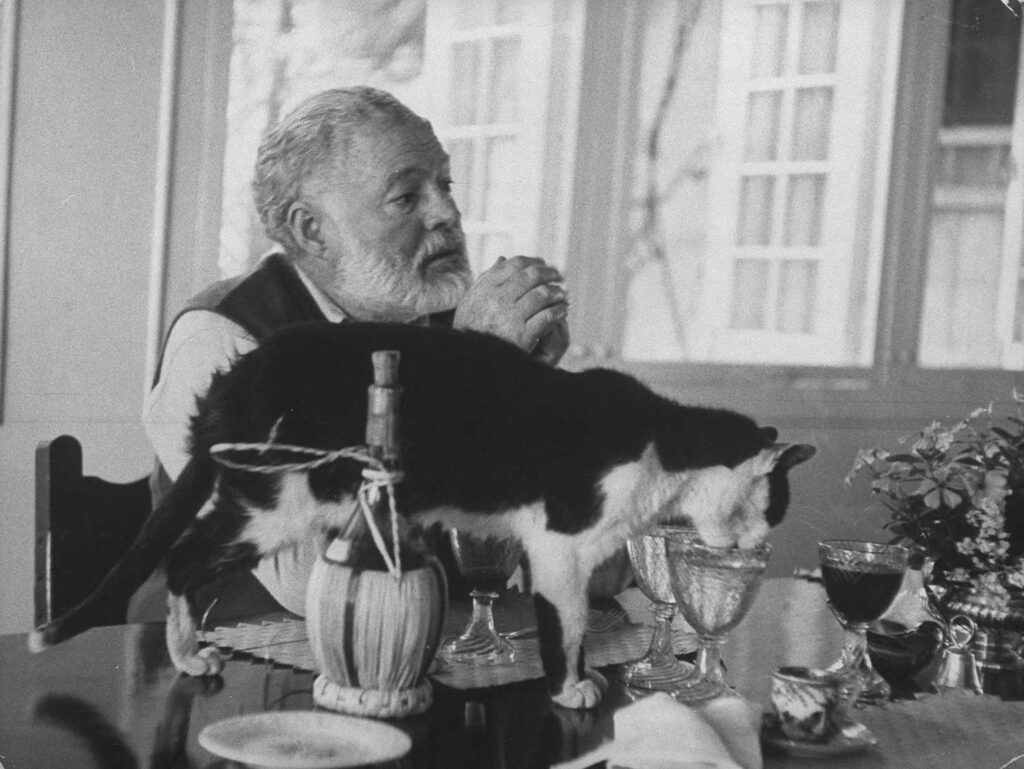 Hemingway Cats